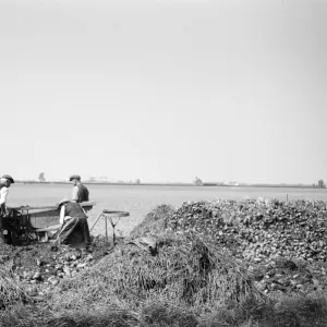 Potato riddling, Norfolk a98_09647