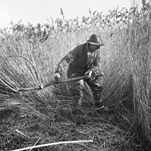 Reed cutting, Norfolk a98_07734