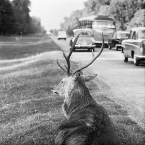 Red Deer