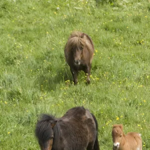 Shetland ponies DP049443