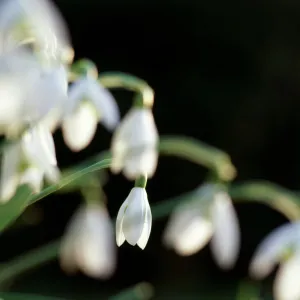 Snowdrops K060051