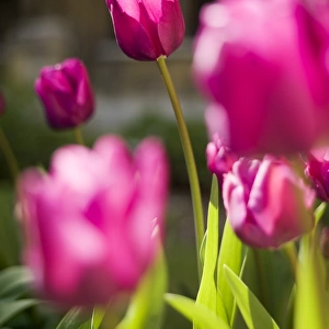 Tulips N071152