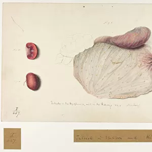 Snails Collection: Large Red Slug