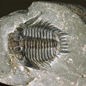 Acidaspis coronata, spiny trilobite