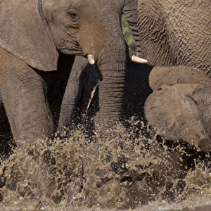 African Bush / Savanna Elephant - baby elephant