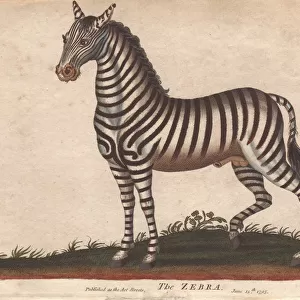African zebra or Equus zebra