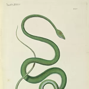 Green Snake Collection: Related Images