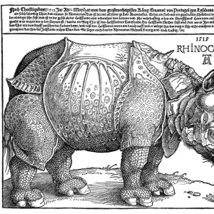 Indian Rhinoceros