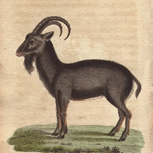 Alpine ibex, Capra ibex