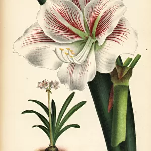 Amaryllis cultivar, Mlle. Yvonne Linden, Hippeastrum yvonne