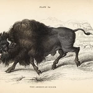 American bison or buffalo, Bison bison