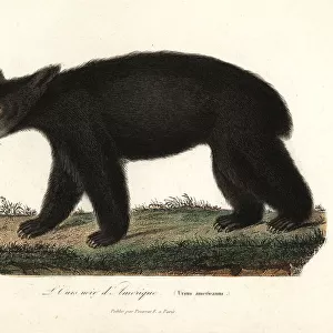 American black bear, Ursus americanus