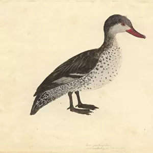 Anas erythrorhyncha, red-billed duck