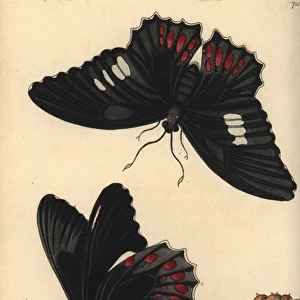 Anchises cattleheart butterfly, Parides anchises