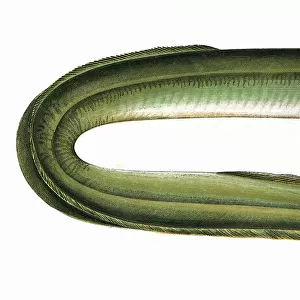 F Collection: Freshwater Eel