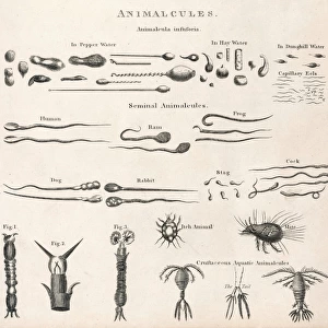 Animalcules