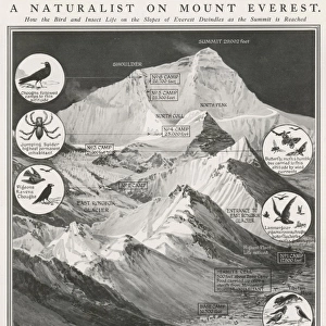 Animals of Mount Everest, 1924
