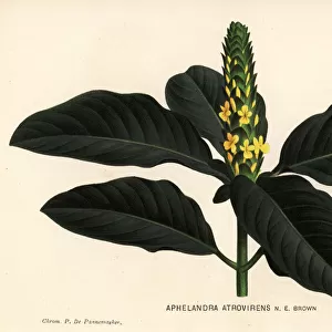 Aphelandra bahiensis