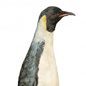 Aptenodytes fosteri, emperor penguin