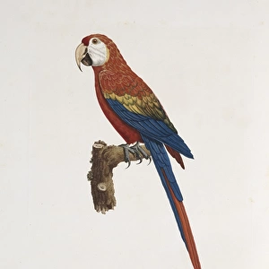 Ara macao, scarlet macaw