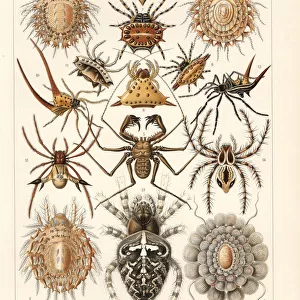 Arachnida spiders