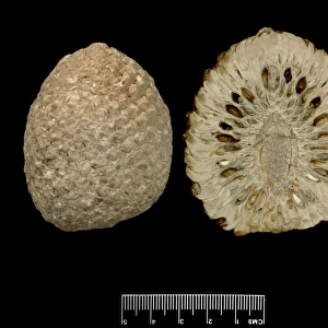 Araucaria mirabilis, pine cone