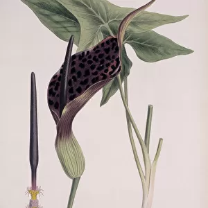 Botanical watercolor illustrations