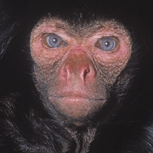 Ateles paniscus, black spider monkey