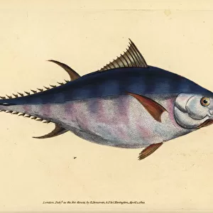 Atlantic bluefin tuna, Thunnus thynnus (endangered)