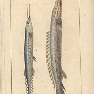 Atlantic saury, Scomberesox saurus, and Nile