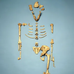 Australopithecus afarensis (AL 288-1) (Lucy)