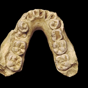 Australopithecus africanus mandible (MLD 2)