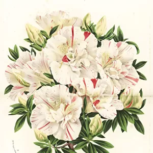 Azalea hybrid, Marie Van Houtte, Rhododendron indicum