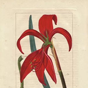 Aztec lily, Sprekelia formosissima