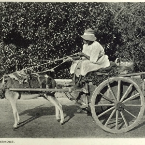 Barbados - Donkey Cart