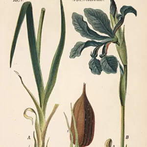 Beardless iris, Iris spuria