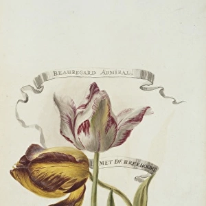 Beauregard Admiral and B met De Breeboort, tulips