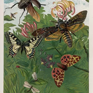 Beetles and Butterflies