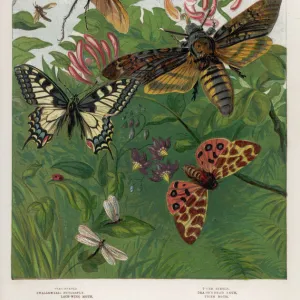 Beetles and Butterflies