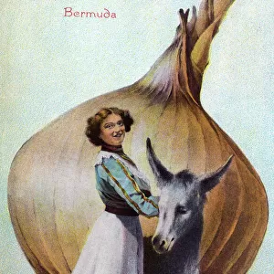 Bermuda - Humorous Greetings Postcard - Onion