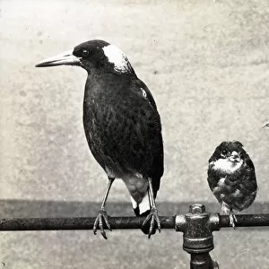 Butcherbirds Collection: Australian Magpie