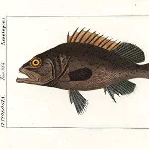 Black grouper, Mycteroperca bonaci