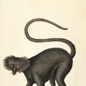 Black maucauco or black lemur, Eulemur macaco