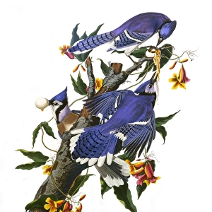 Crows And Jays Collection: Blue Jay