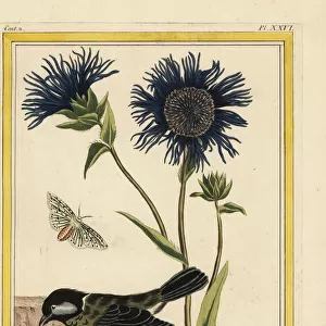 Blue safflower, Carthamus caeruleus