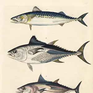 Bonito, tuna and long-fin tunny