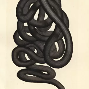 Bootlace Worm
