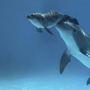 Bottlenose Dolphin - Baby / Calf dolphin being nudged