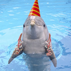 Bottlenose dolphin - with party hat & streamers