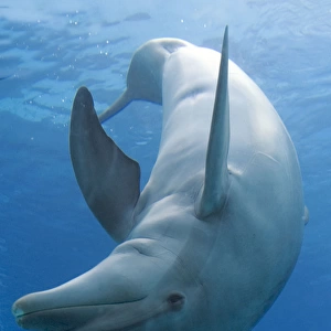 Bottlenose dolphin - playing underwater
